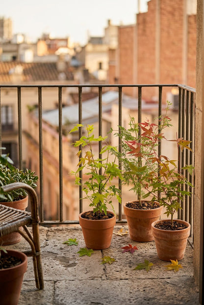 Acer palmatum lot de 3 (Érables du Japon orange, vert et rouge) — H35 cm | Pot Ø12 cm - Verdeia - 3