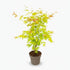 Acer palmatum ‘Orange Dream’ – Érable du Japon doré – Ø19cm – ↕50cm - Verdeia