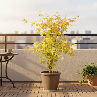 Acer palmatum ‘Orange Dream’ – Érable du Japon doré – Ø19cm – ↕50cm - Verdeia