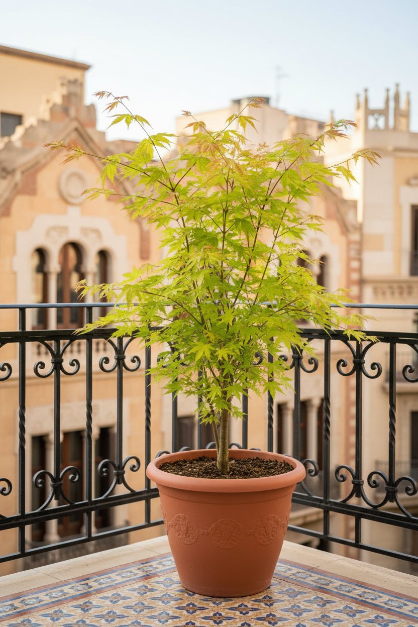 Acer palmatum Orange Dream (Gylden japansk løn) - Verdeia - 4