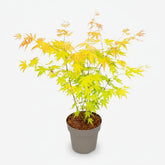 Acer palmatum Orange Dream (Érable du Japon doré) - Verdeia - 1