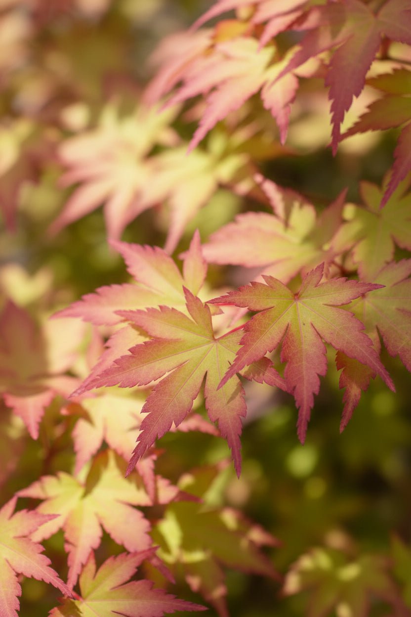 Acer palmatum &