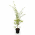 Acer palmatum &