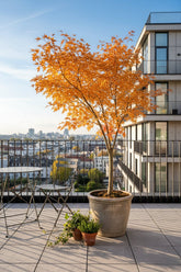 Acer palmatum &