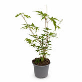Acer palmatum &