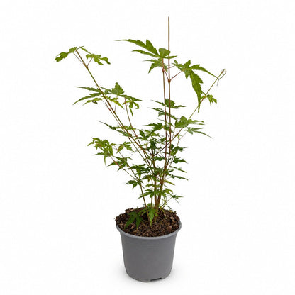 Acer palmatum &