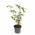 Acer palmatum &