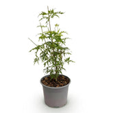 Acer palmatum &