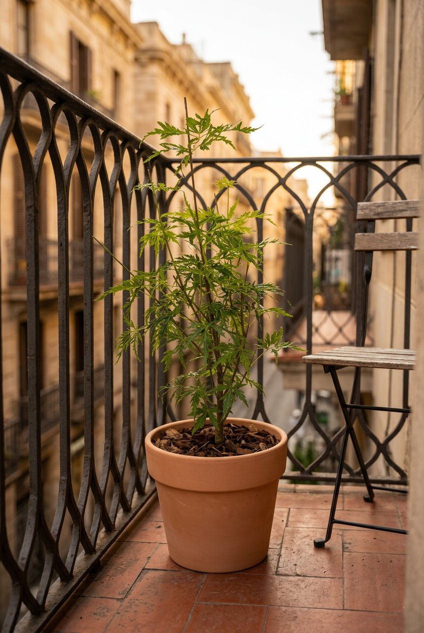 Acer palmatum &