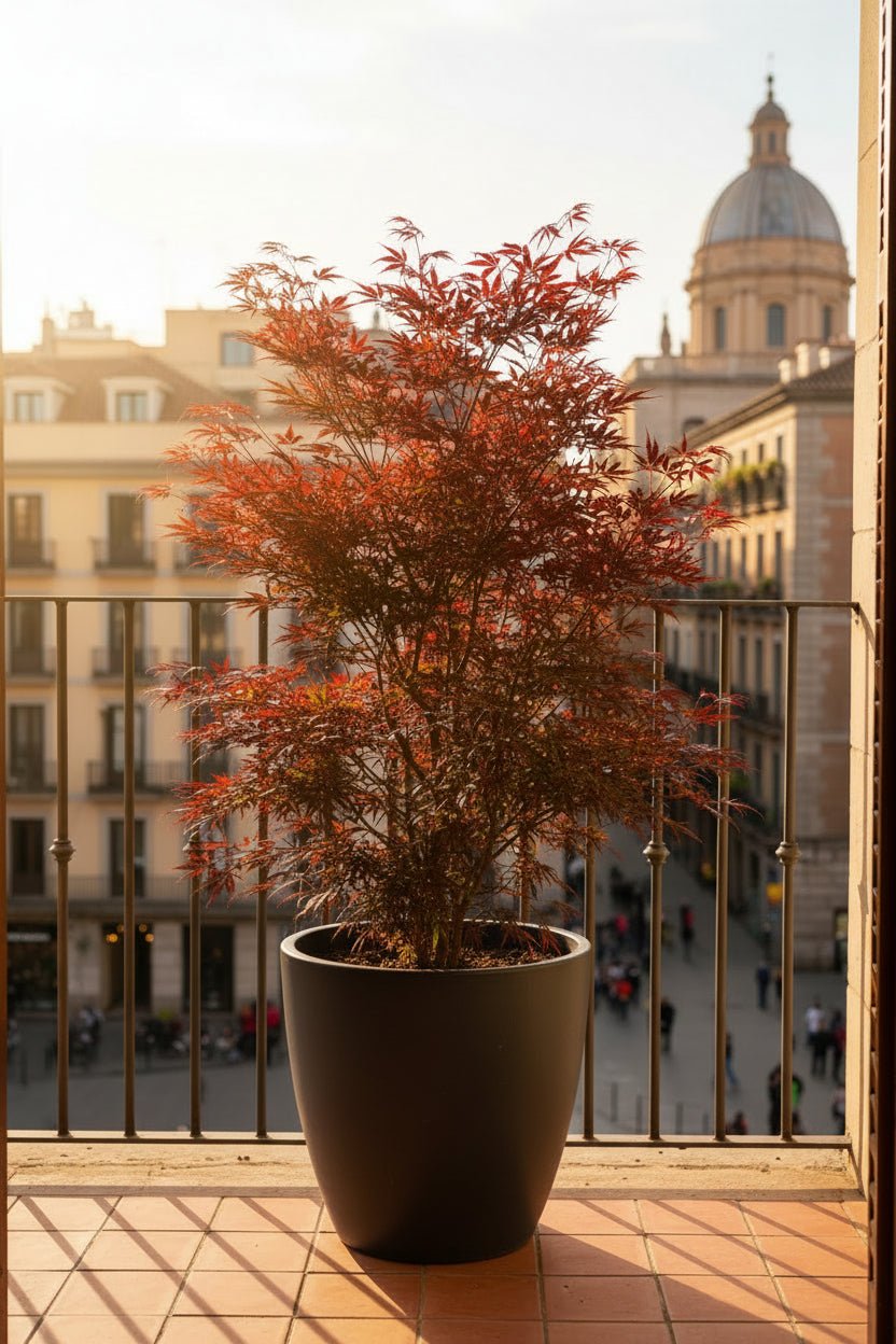 Acer palmatum &