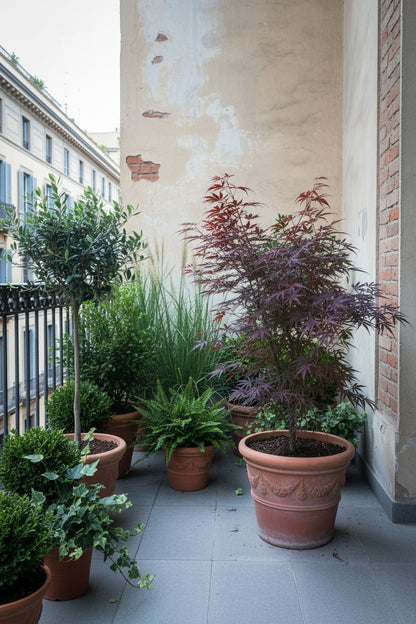 Acer palmatum &