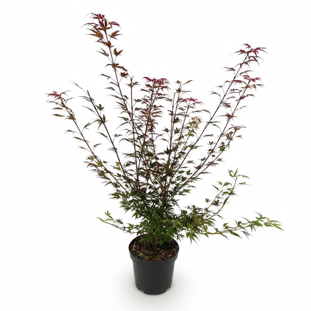 Acer palmatum &