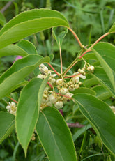 Actinidia arguta &