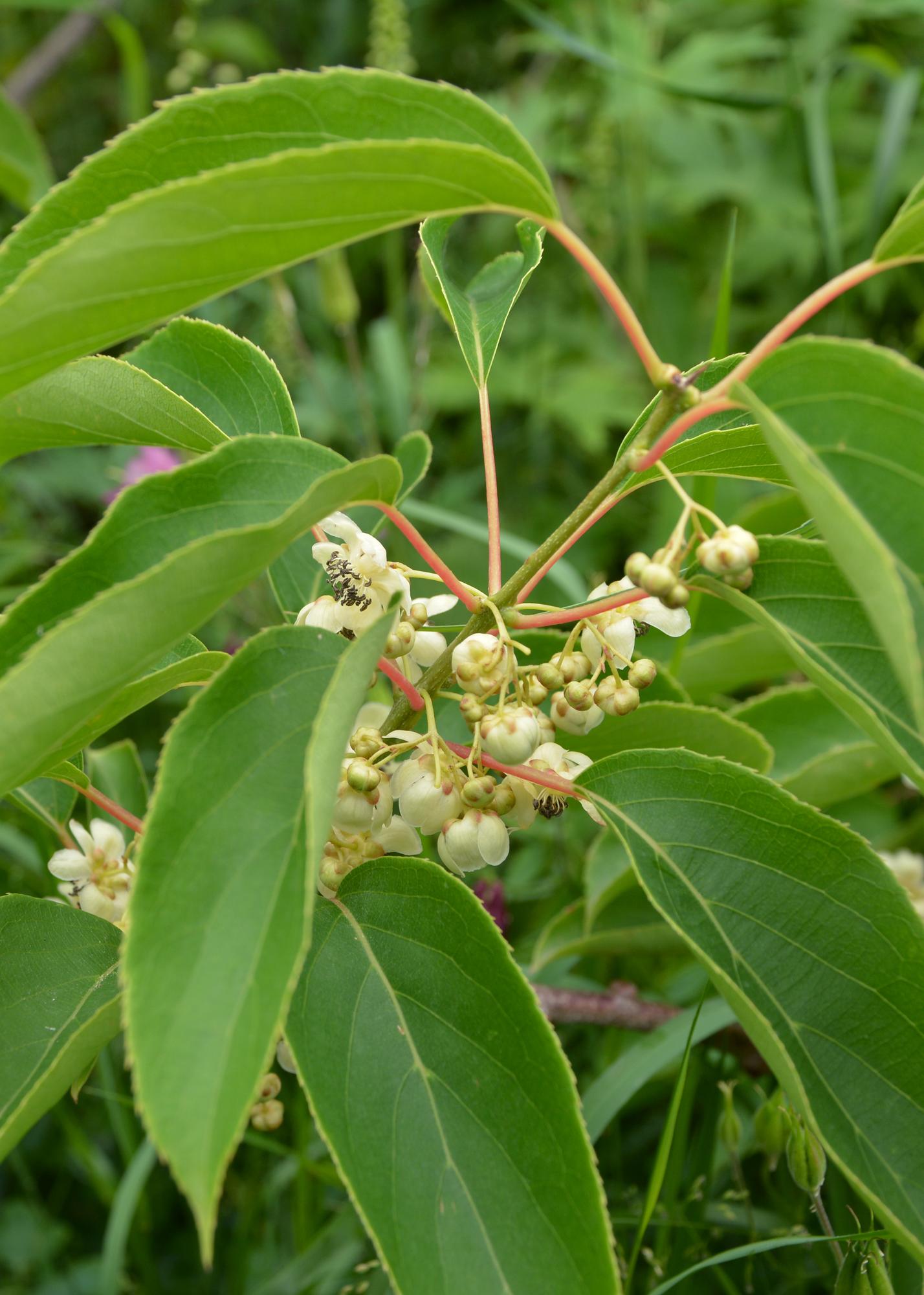 Actinidia arguta &