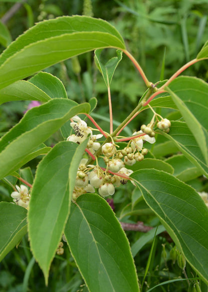 Actinidia arguta &