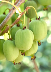 Actinidia arguta &