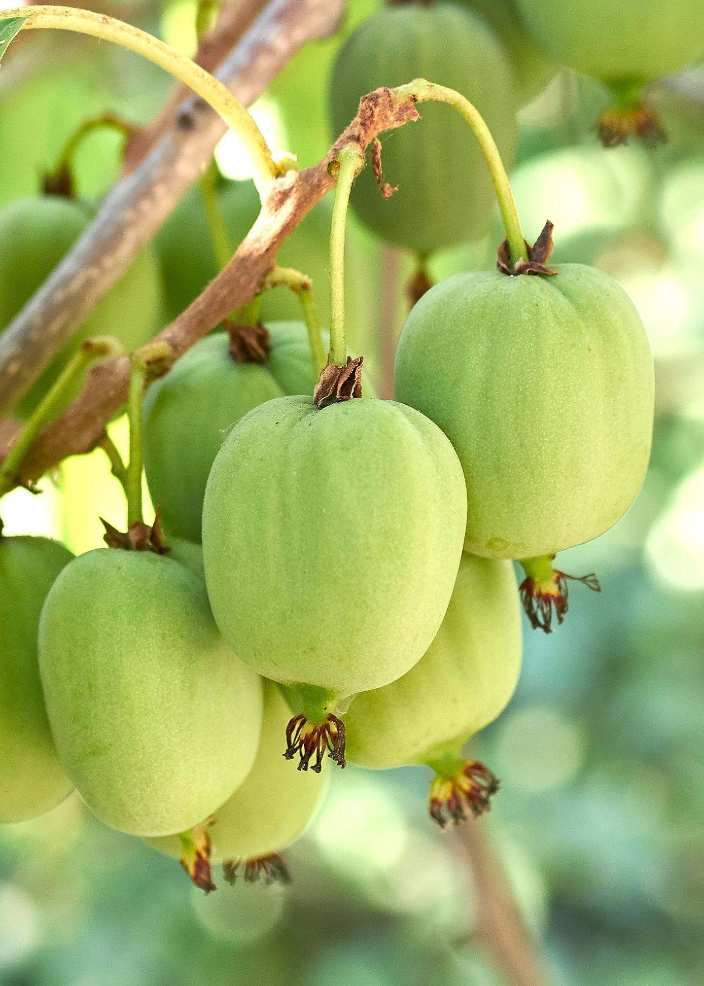 Actinidia arguta &