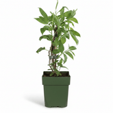 Actinidia arguta &
