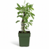 Actinidia arguta &