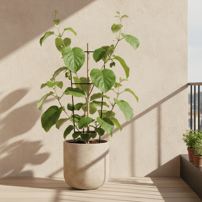 Actinidia deliciosa ‘Jenny’ – Kiwi bio – D13cm x H45cm - Verdeia