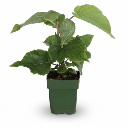 Actinidia deliciosa ‘Jenny’ – Kiwi bio – D13cm x H45cm - Verdeia