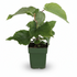 Actinidia deliciosa ‘Jenny’ – Kiwi bio – D13cm x H45cm - Verdeia