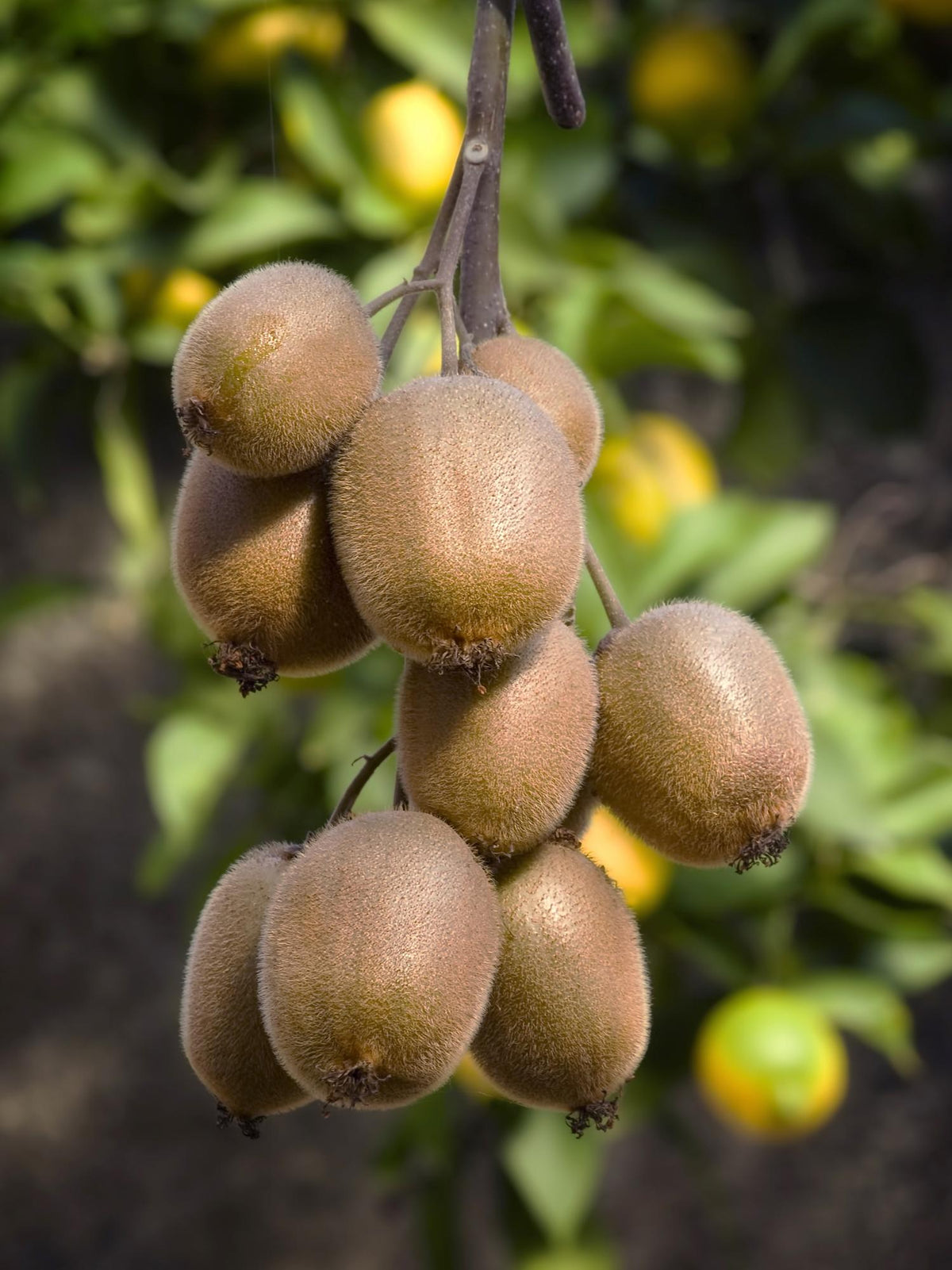 Actinidia deliciosa &