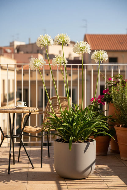 Agapanthus &