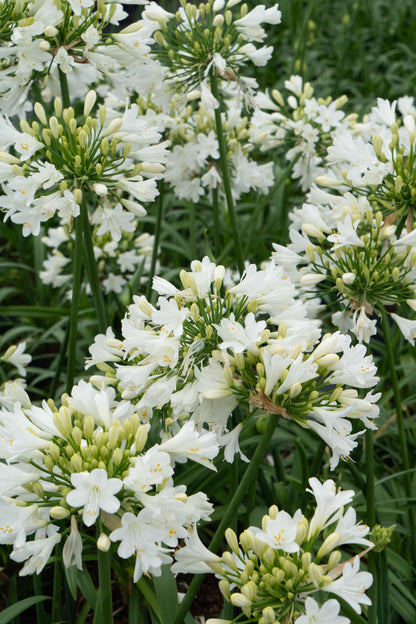 Agapanthus &