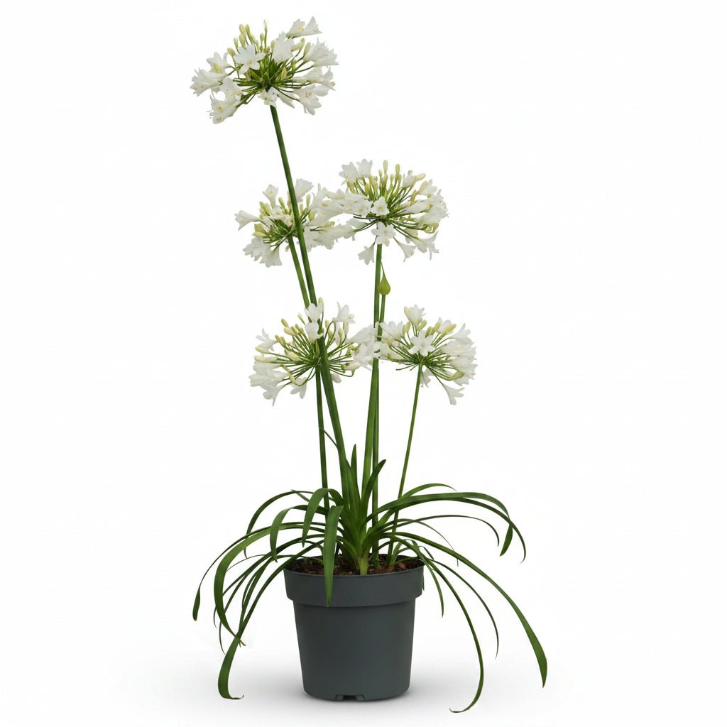 Agapanthus &