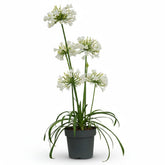 Agapanthus &