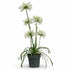 Agapanthus &