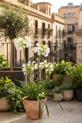 Agapanthus &