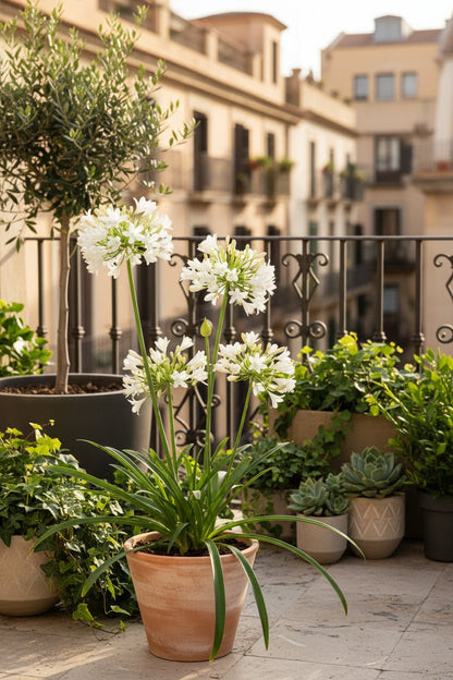 Agapanthus &