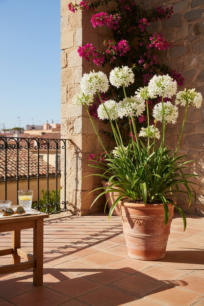 Agapanthus &