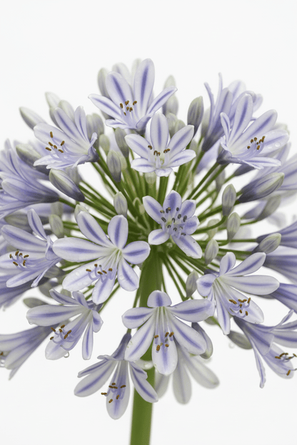 Agapanthus &