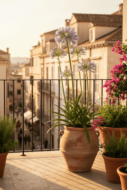 Agapanthus &