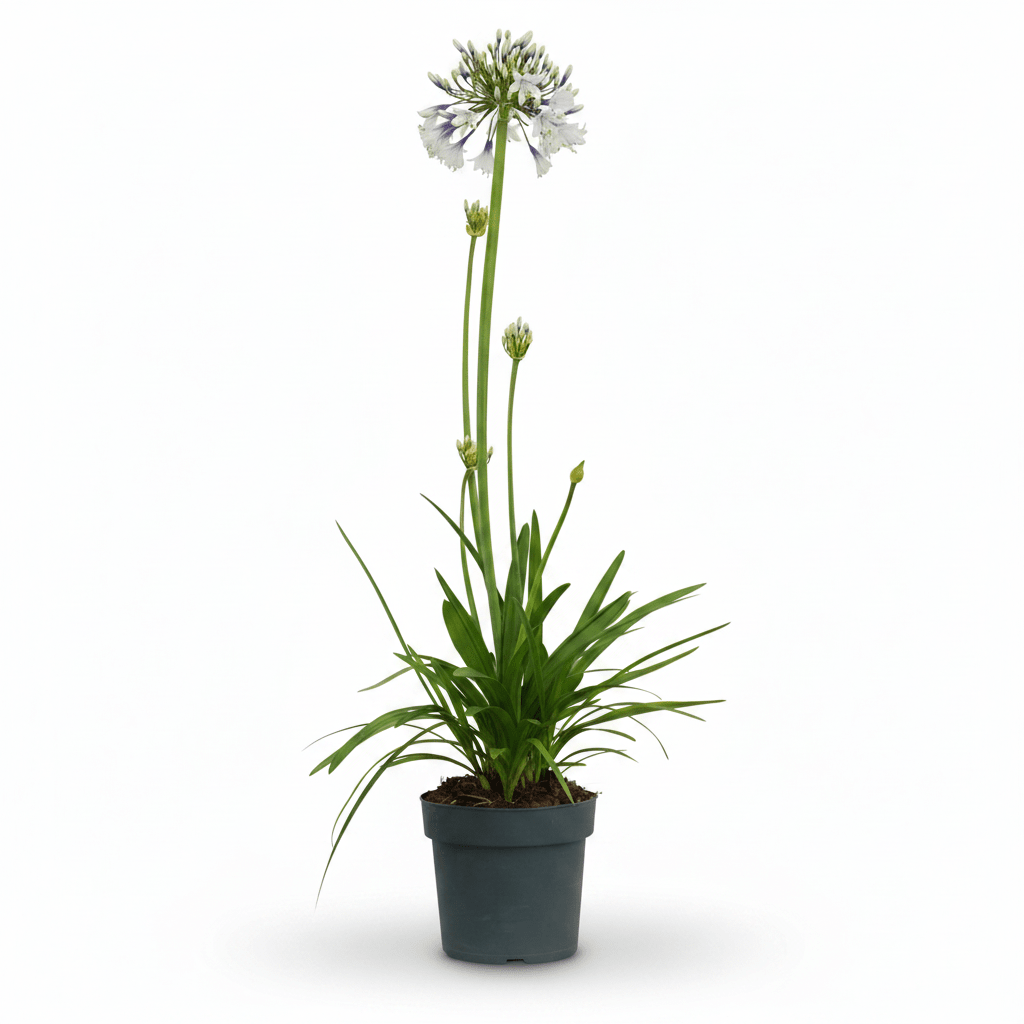 Agapanthus &