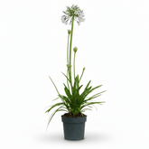 Agapanthus &