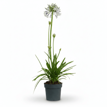 Agapanthus &