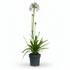 Agapanthus &