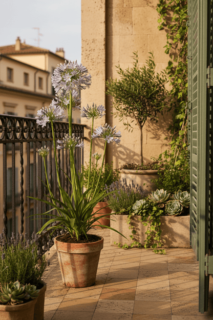 Agapanthus &