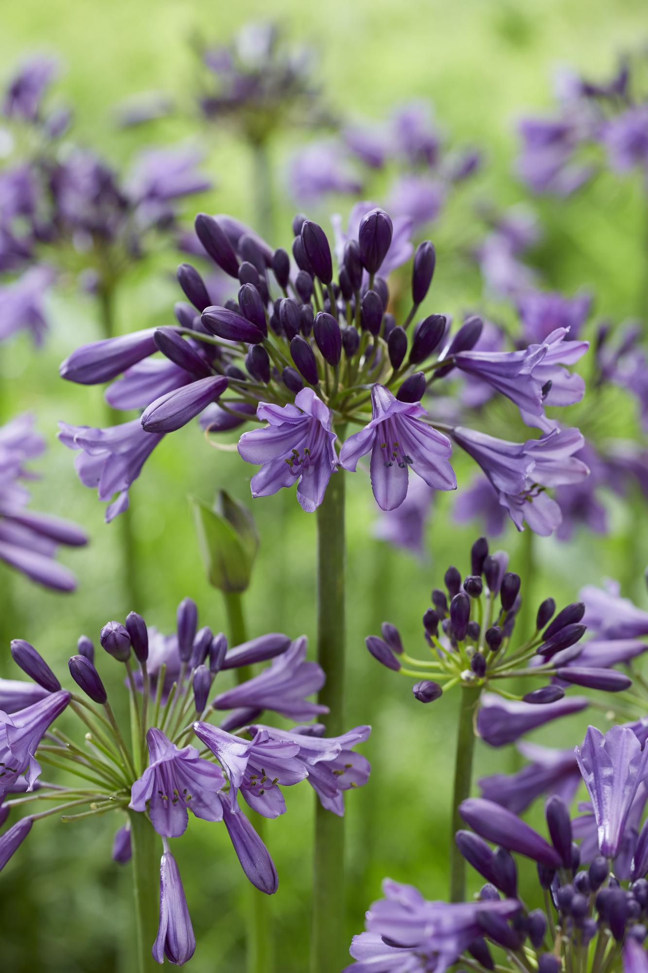 Agapanthus &