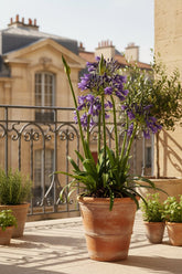 Agapanthus &