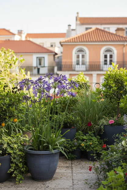 Agapanthus &