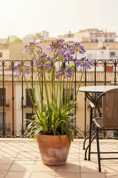 Agapanthus &