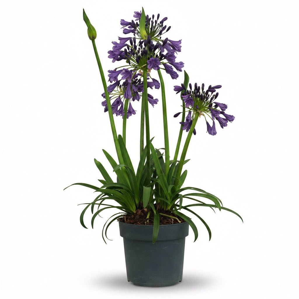 Agapanthus &