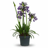 Agapanthus &