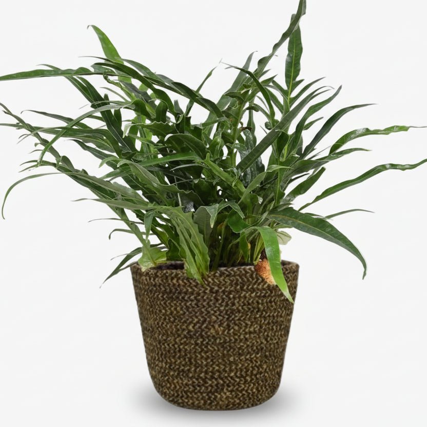 Aglaomorpha coronans — Helecho epífito — Ø17 x H45 cm — Listo para colocar — Maceta Selin negra - Verdeia - 1