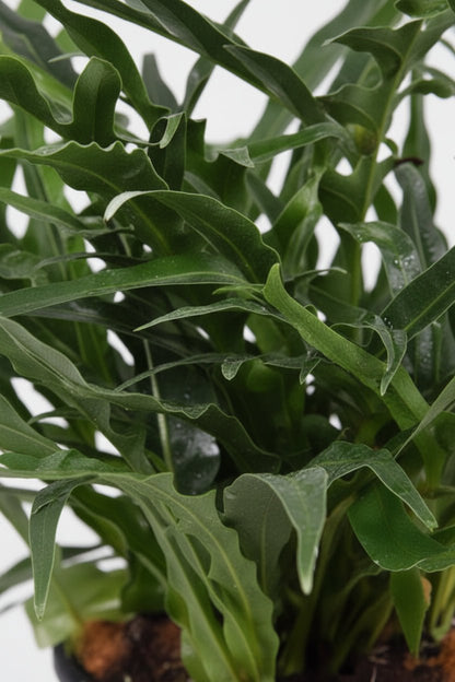 Aglaomorpha Coronans — Helecho epífito - Verdeia - 2